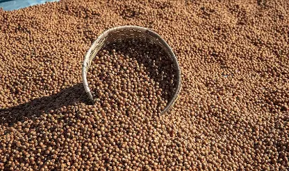Giresun'da fındık 140 lira seviyesinde işlem görüyor