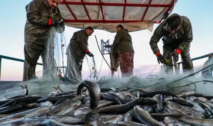 Batı Karadeniz'de kıyı balıkçıları umutlu! Yaklaşık 1 ay kaldı