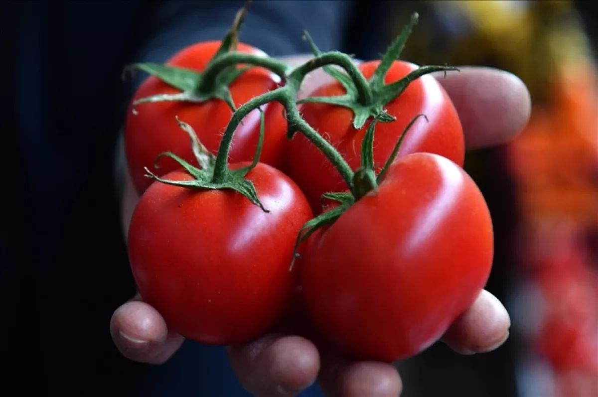 Domates ihracatı kısıtlama kararı kaldırıldı