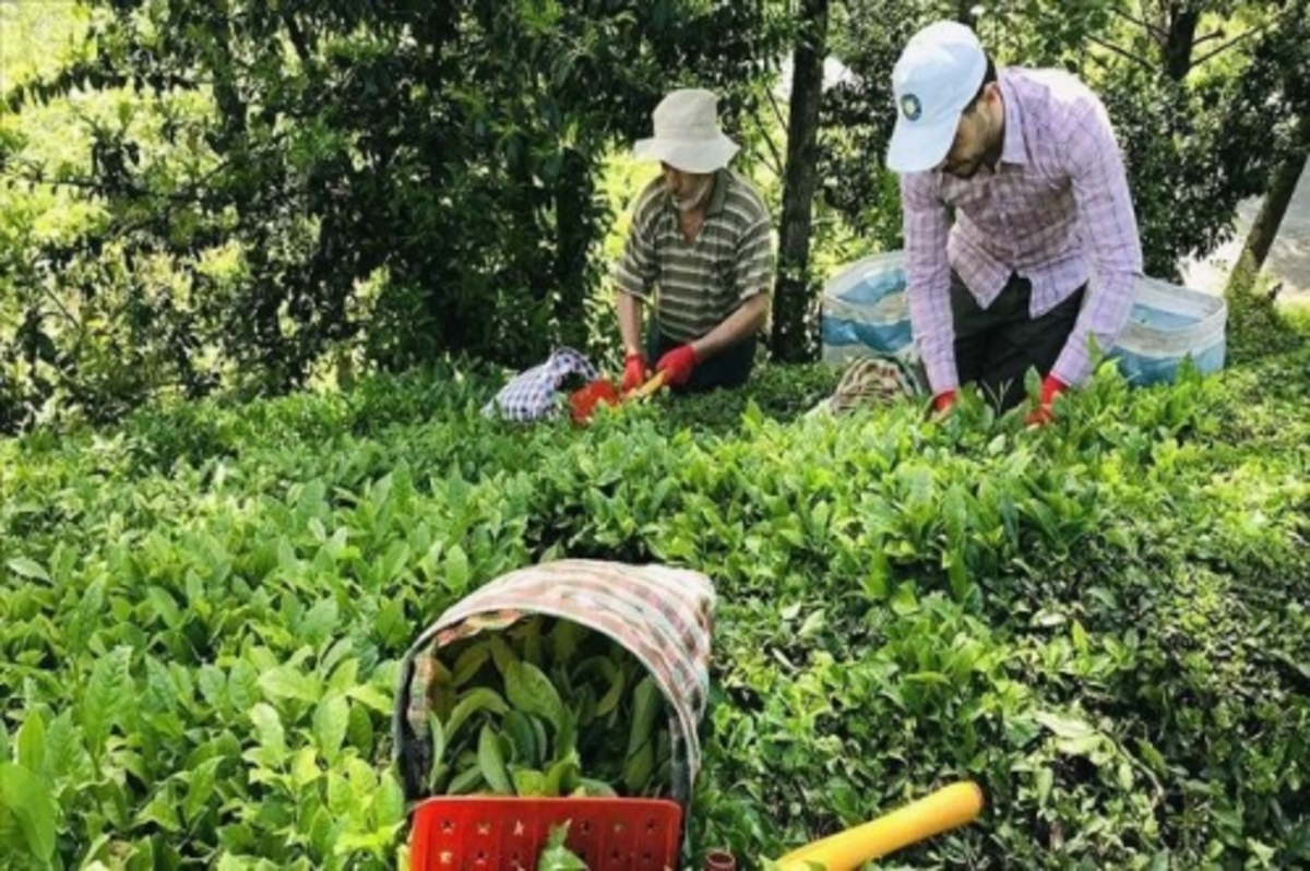 Türkiye'den 9 ayda 115 ülkeye 13,2 milyon dolarlık çay ihraç edildi