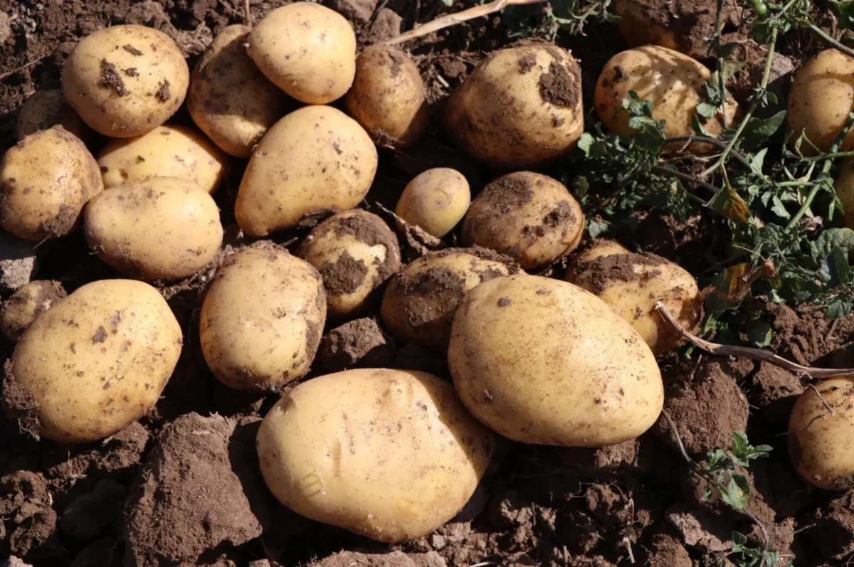 Mayısta fiyatı en fazla artan ürün ‘patates ve bazı yumru bitkiler’ oldu