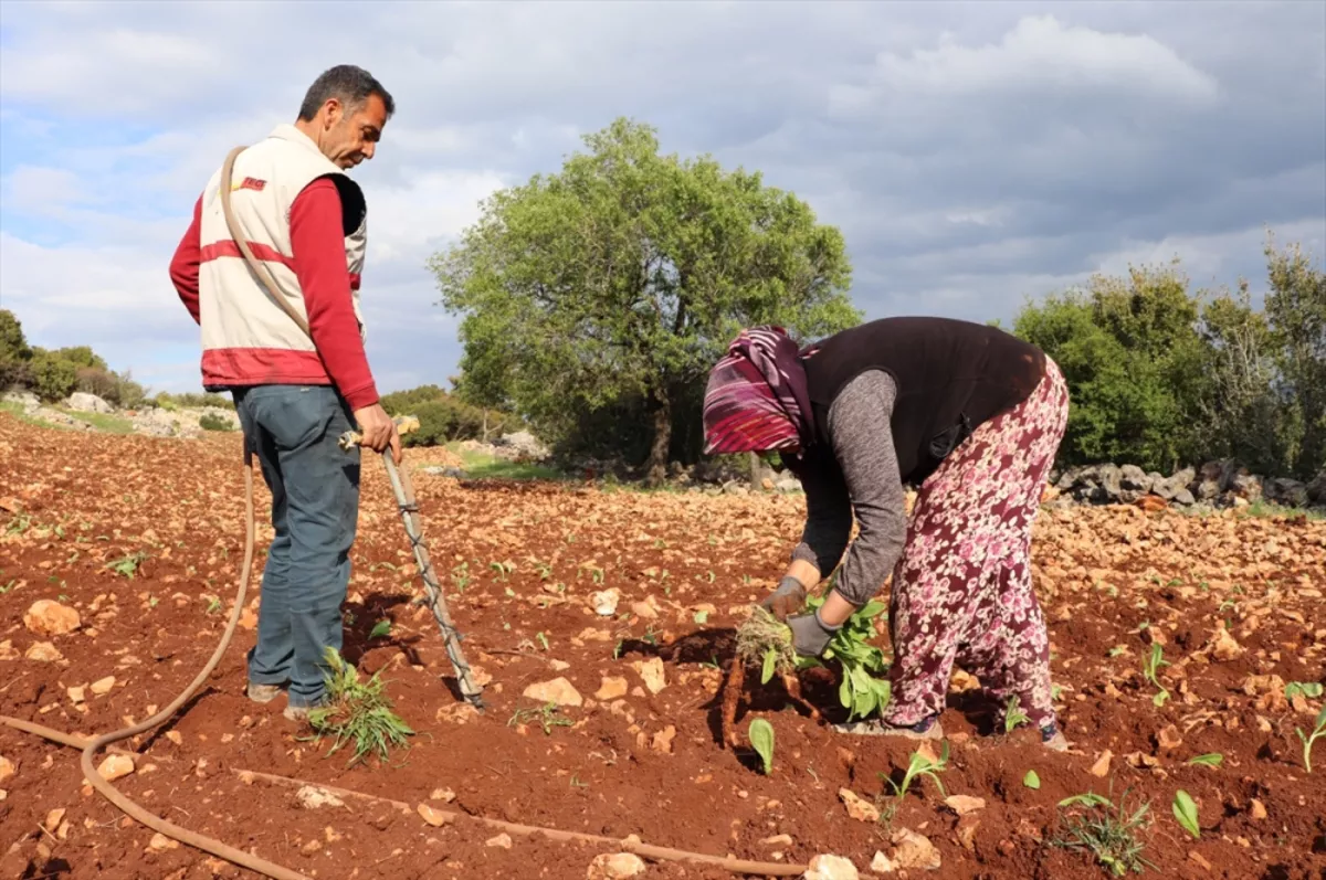 Şark tipi tütün ve tütün tozu ithalatı yasaklandı