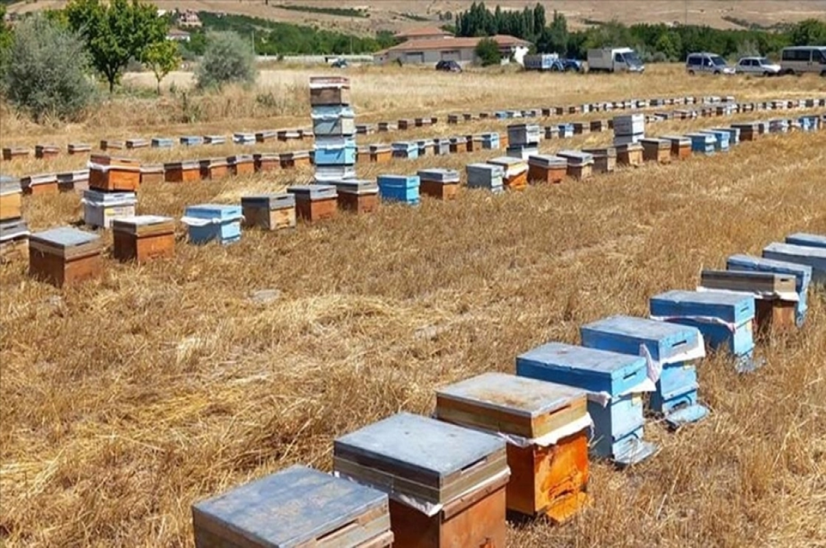 Malatya'da depremzede üreticilere 1305 arılı kovan dağıtıldı