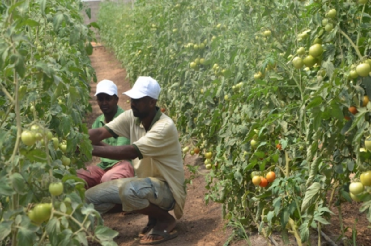 Sudan ile ticareti artıracak protokol