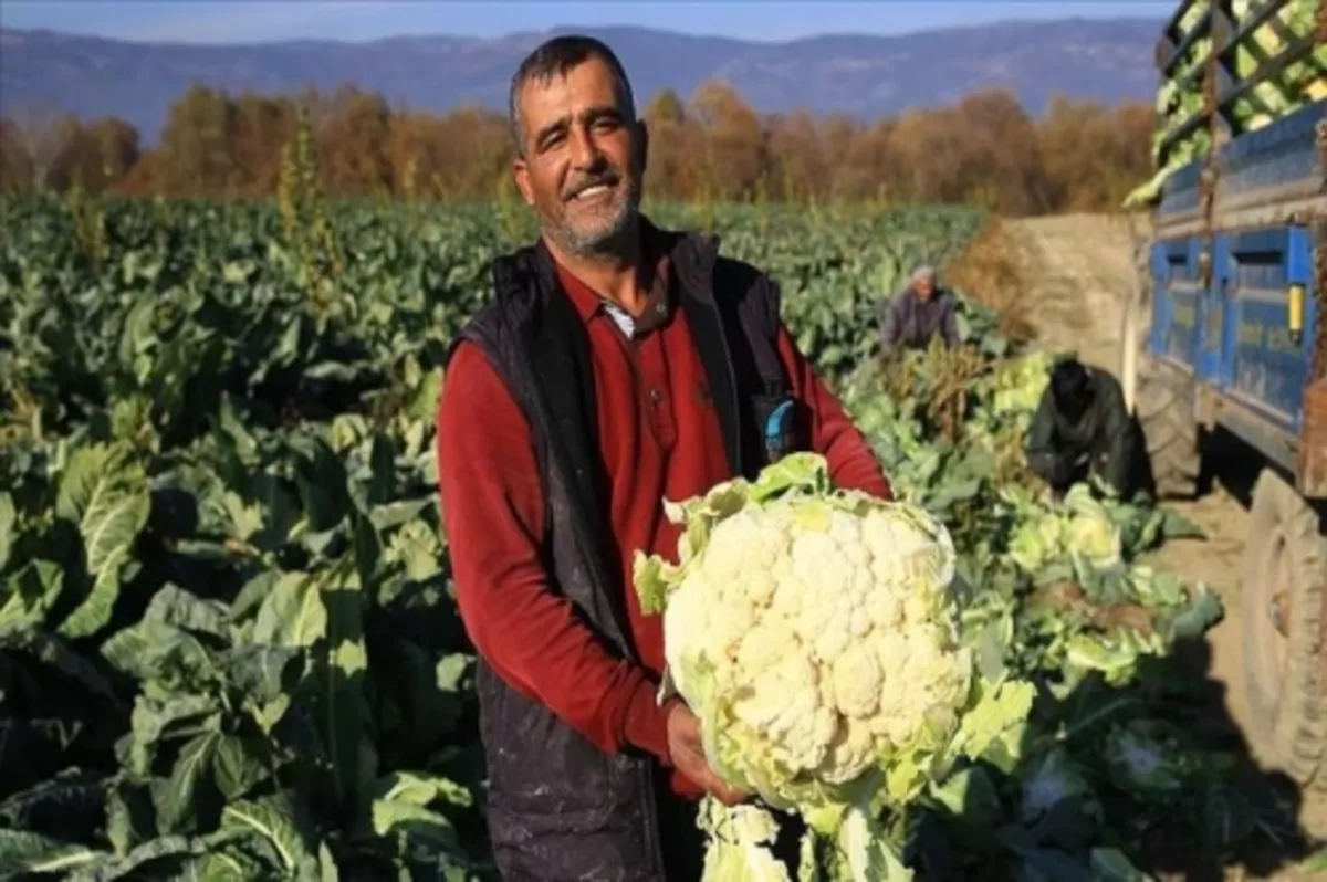 Vitamin deposu karnabahar kalitesi ve fiyatıyla üreticinin yüzünü güldürüyor