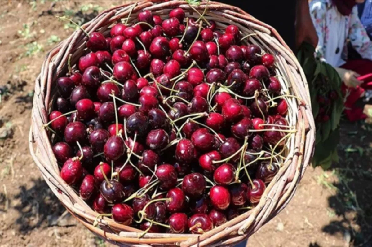 Yurt dışındaki alıcı çiftçiye doğrudan ulaşacak