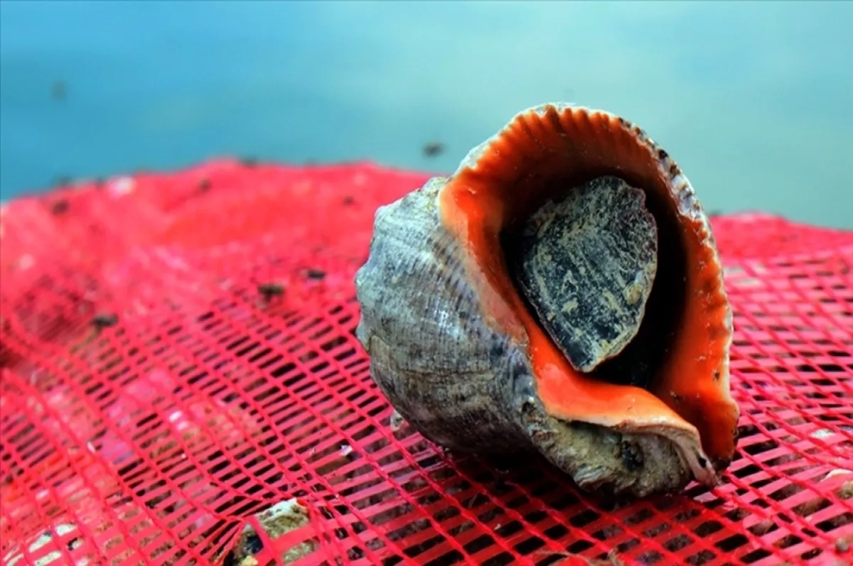 Türkiye'nin deniz salyangozu ihracatı 18,7 milyon doları aştı