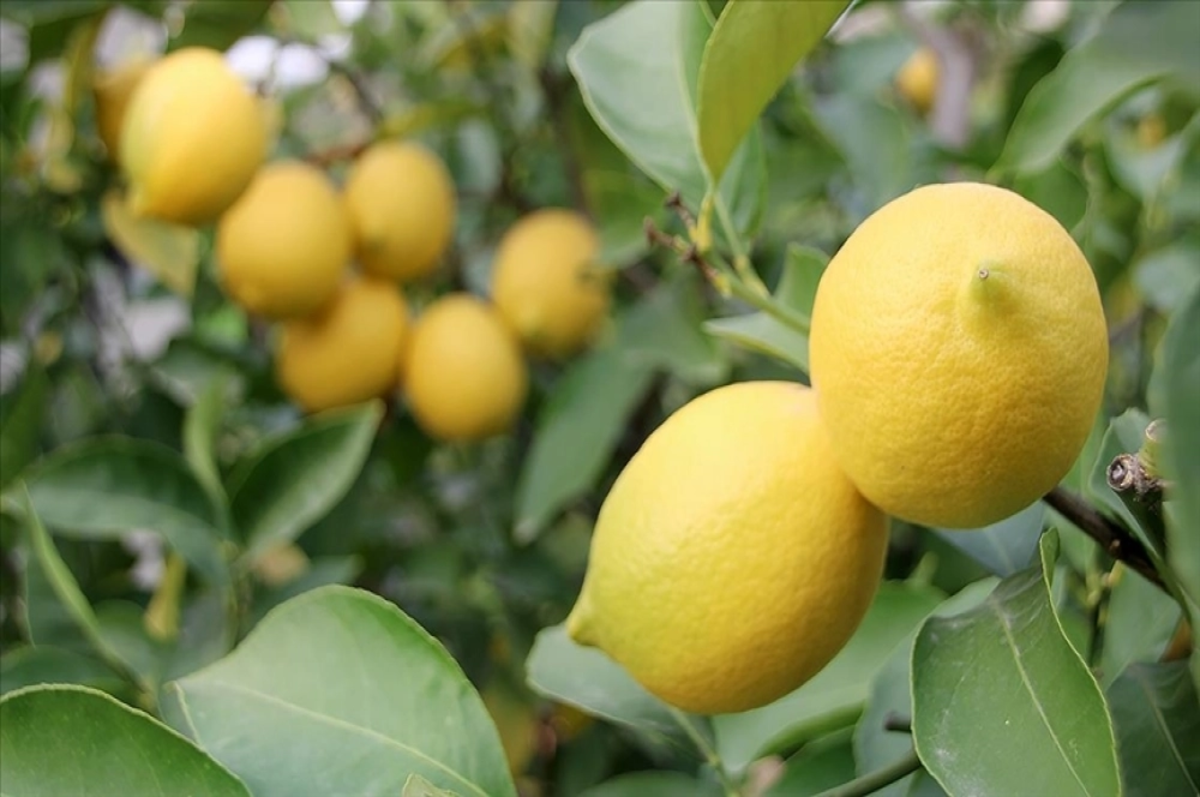 Üretici ile market arasındaki en fazla fiyat farkı limonda