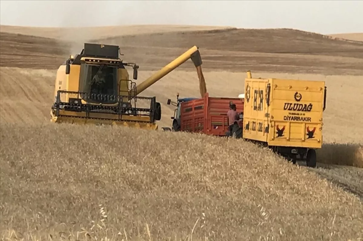 Diyarbakır'da buğday verimi uzun yıllar ortalamasına göre dekarda yüzde 23 arttı