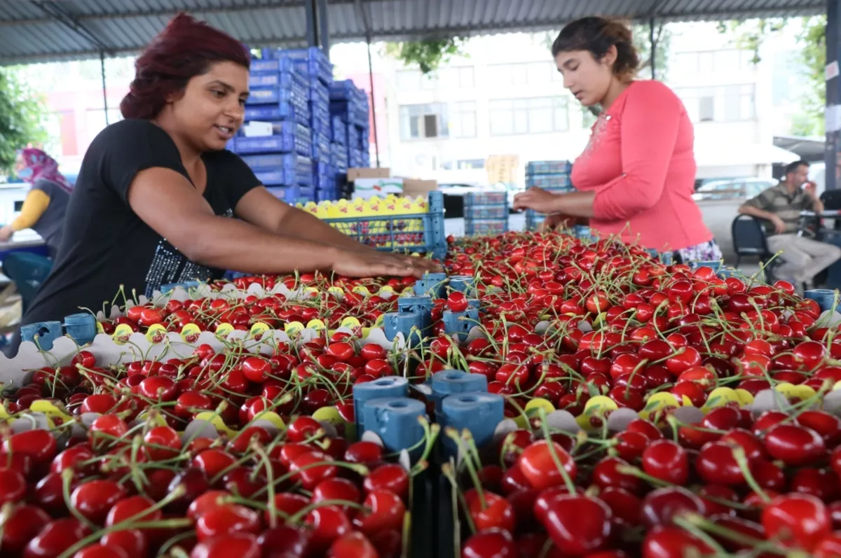 Yaş meyve ve sebzede ihracat değeri yüzde 18 arttı