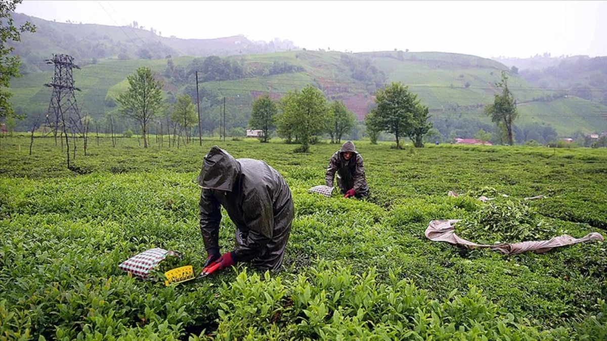 Türk çayı ihracatta güçlü başladı: Ocak ayında 1,2 milyon dolar gelir