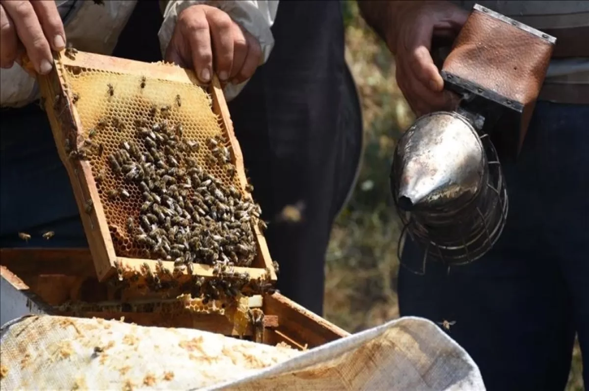 Türk balı yılın ilk yarısında 46 ülkeye ihraç edildi