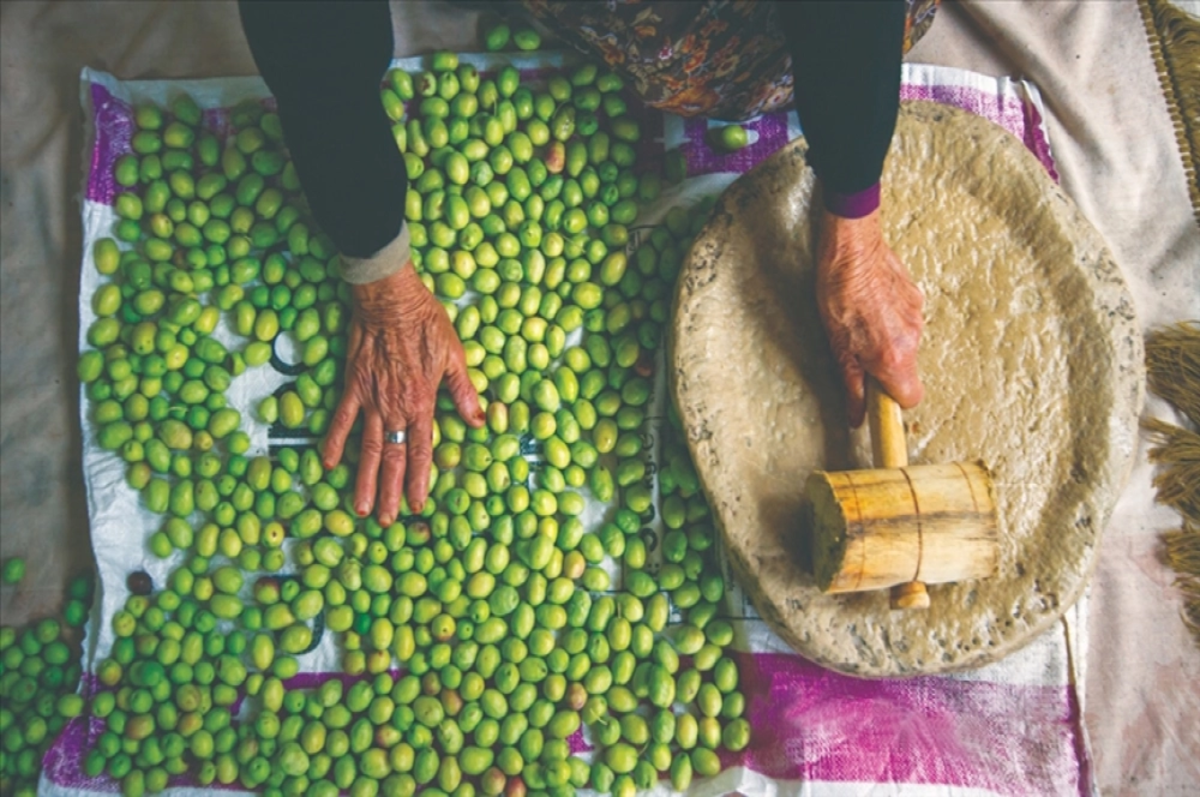 Geleneksel zeytin yetiştiriciliği UNESCO listesine alındı