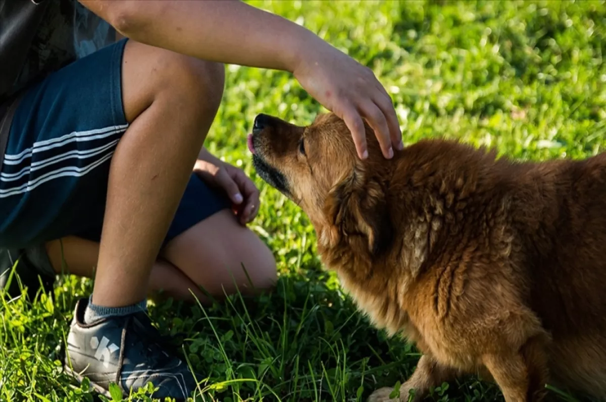 Almanya'da belediyeler köpek vergisinden rekor gelir elde etti