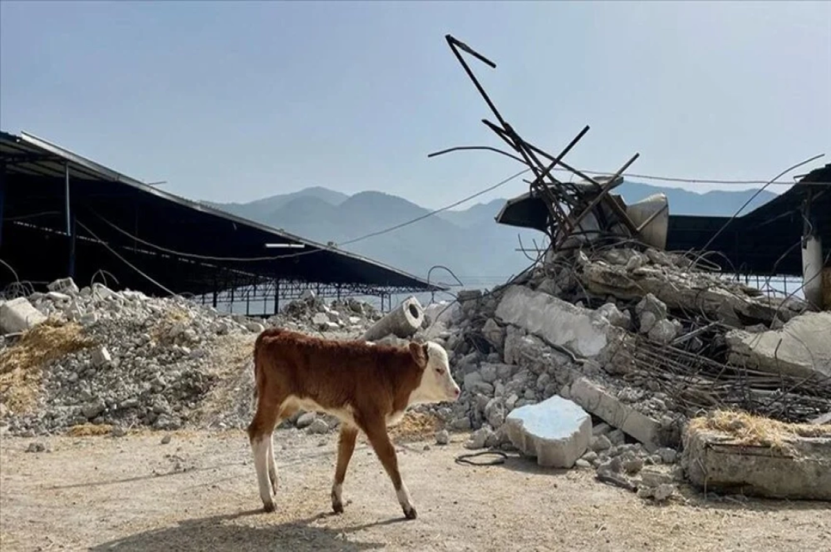 Depremzede yetiştiricilere bedelsiz hayvan dağıtımı başladı