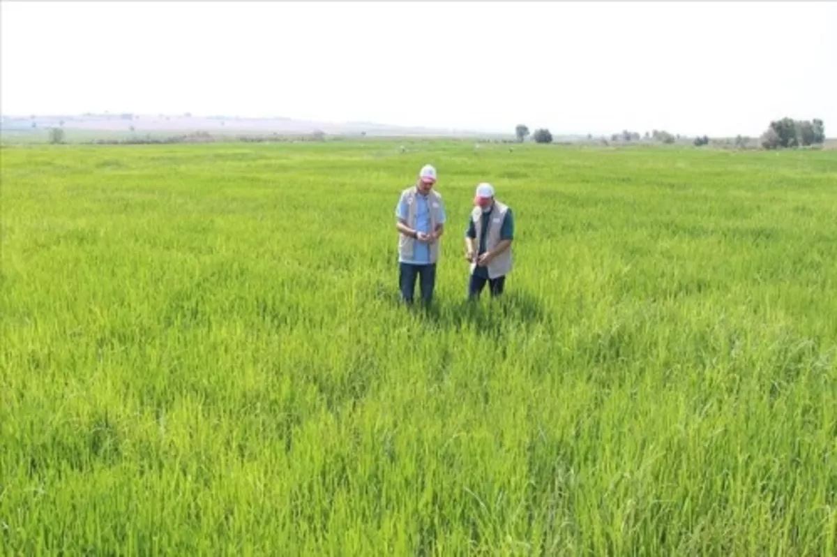 Türkiye'nin çeltik ambarı Edirne'de sıcak hava gelişim dönemindeki çeltiği etkilemedi