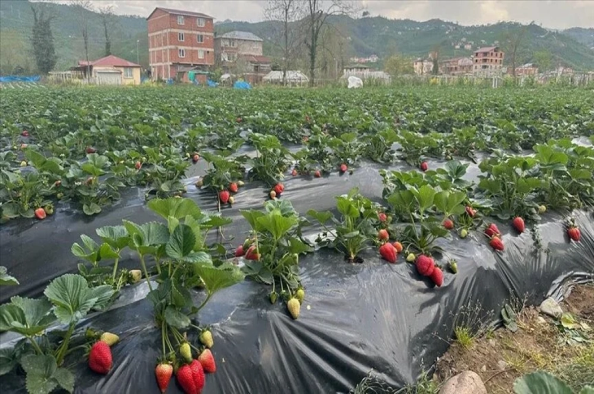 Ordu ekonomisine 90 milyon lira katkı sunması bekleniyor