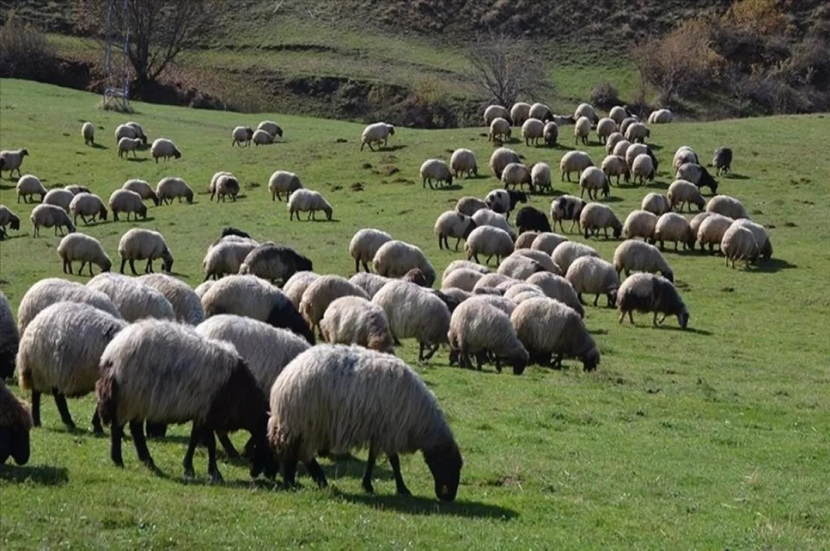 Hayvancılıkta 5 yıllık yol haritası açıklanacak