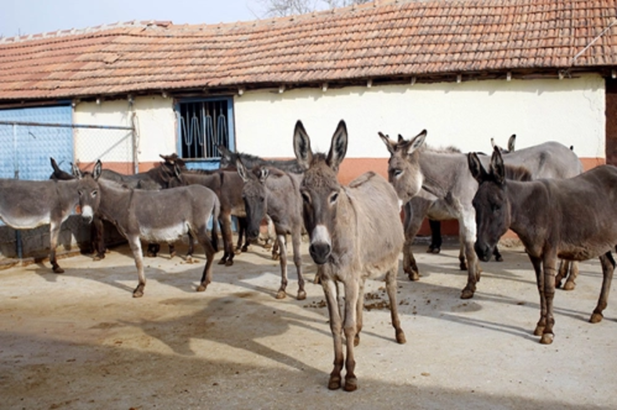 At ve eşeklere kimlik geliyor