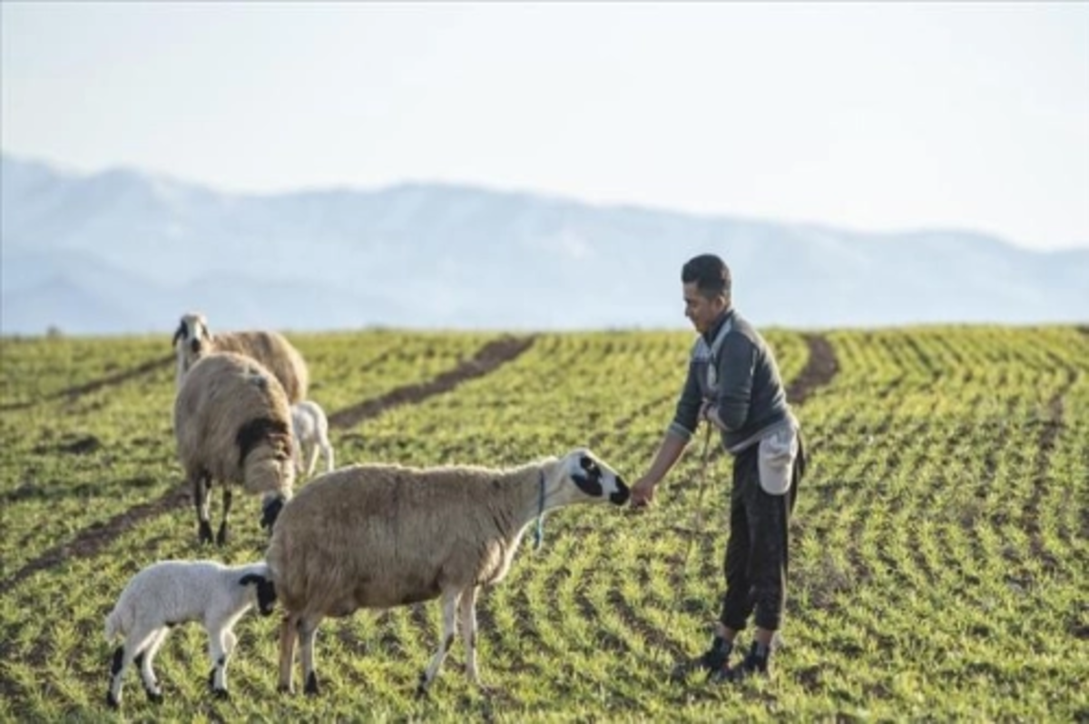 Küpesiz yakalanan hayvanlar artık kesime gönderilmek yerine ekonomiye kazandırılacak