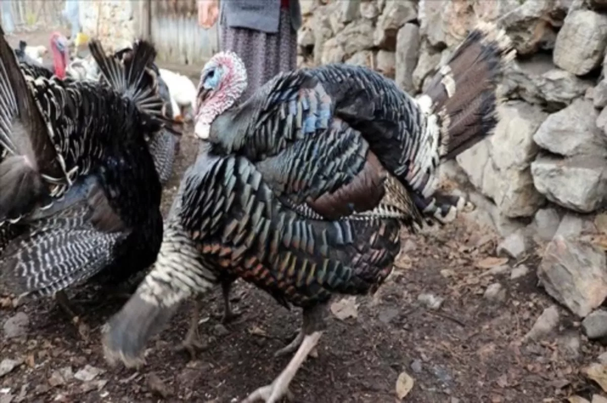 Doğal ortamda yetişen 'Eflani hindisi' yılbaşı sofralarını tatlandıracak