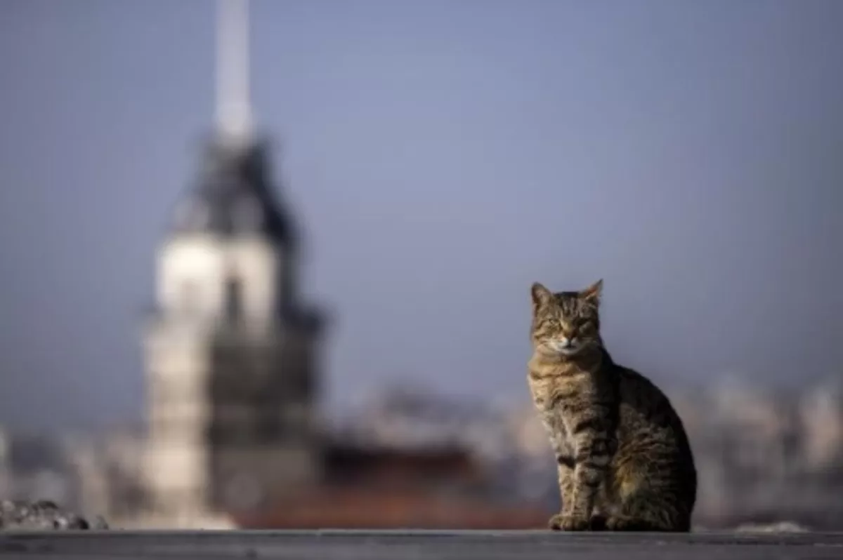 Avrupa kedi başkenti: İstanbul