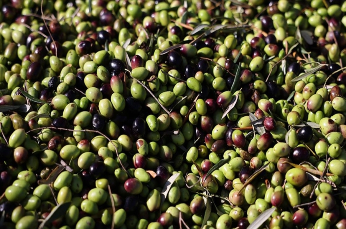 Yunanistan'da zeytin üretiminde büyük düşüş yaşandı, fiyatlar katlandı