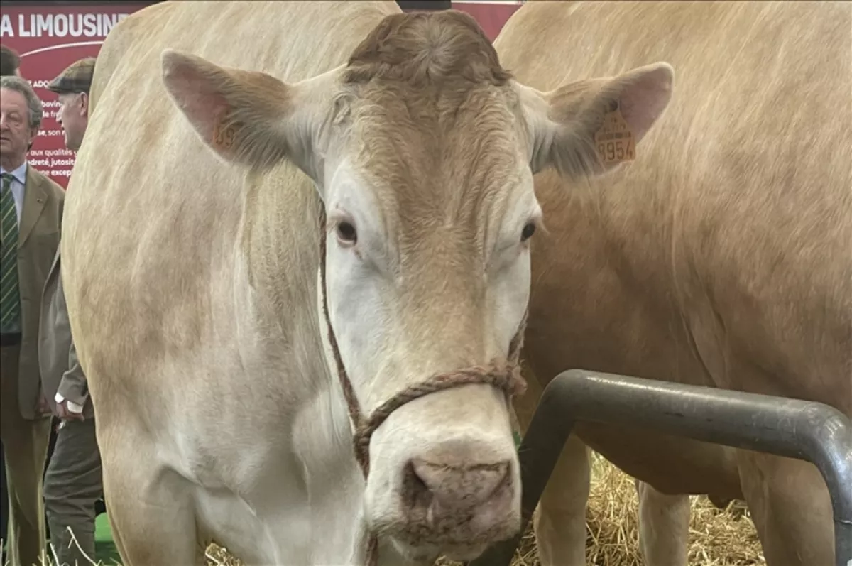 Paris'te tarım fuarında 990 kilogramlık inek 17 bin eurodan alıcı buldu