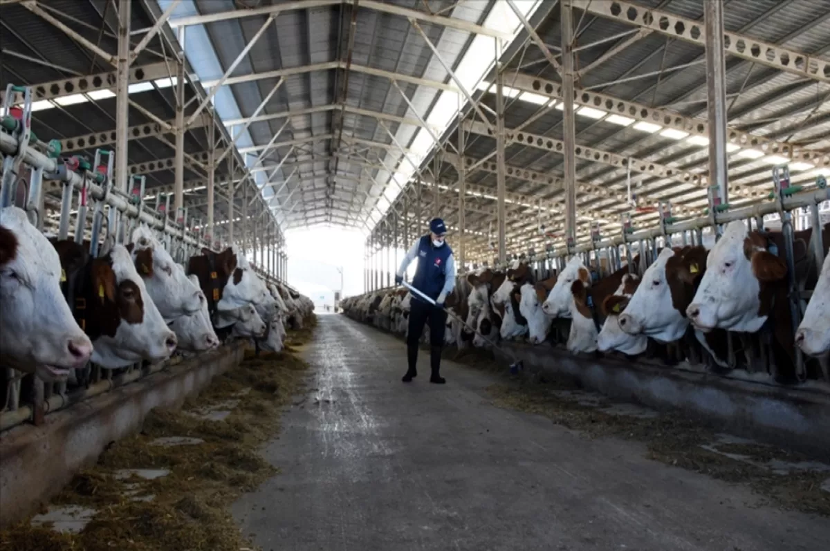 Türkiye’de inek sütü üretimi mayısta rekor düzeye ulaştı