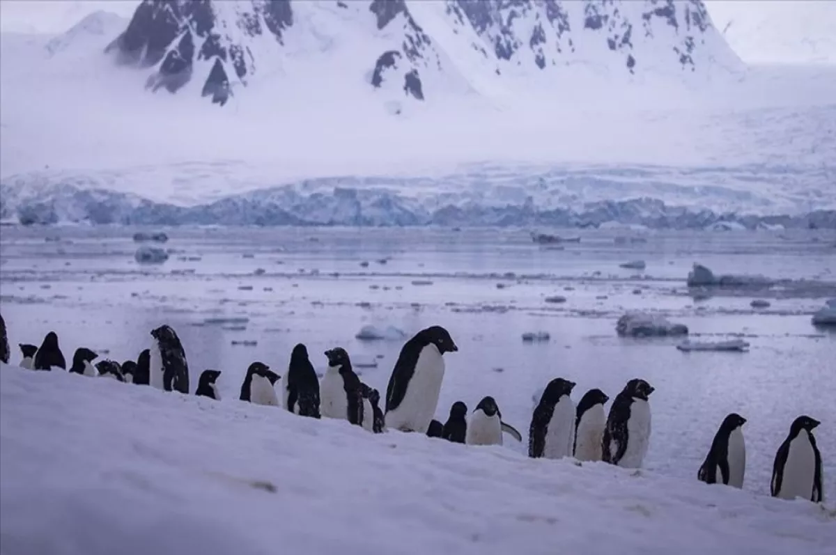 İmparator penguen kolonilerinin yüzde 90'ı 2100'de yok olacak