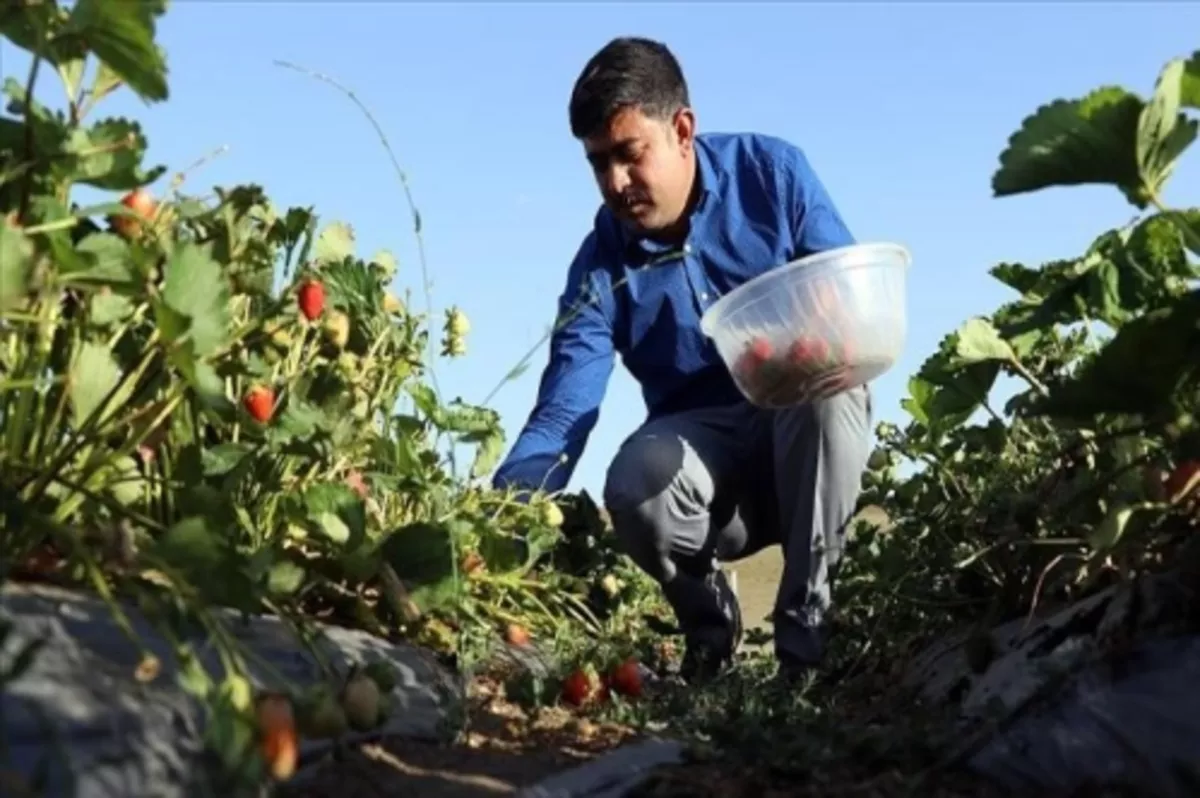 Çiftçiler 'meyve yetişmez' denilen Ağrı'da devlet desteğiyle kurulan seralarda 240 ton çilek rekoltesi bekliyor