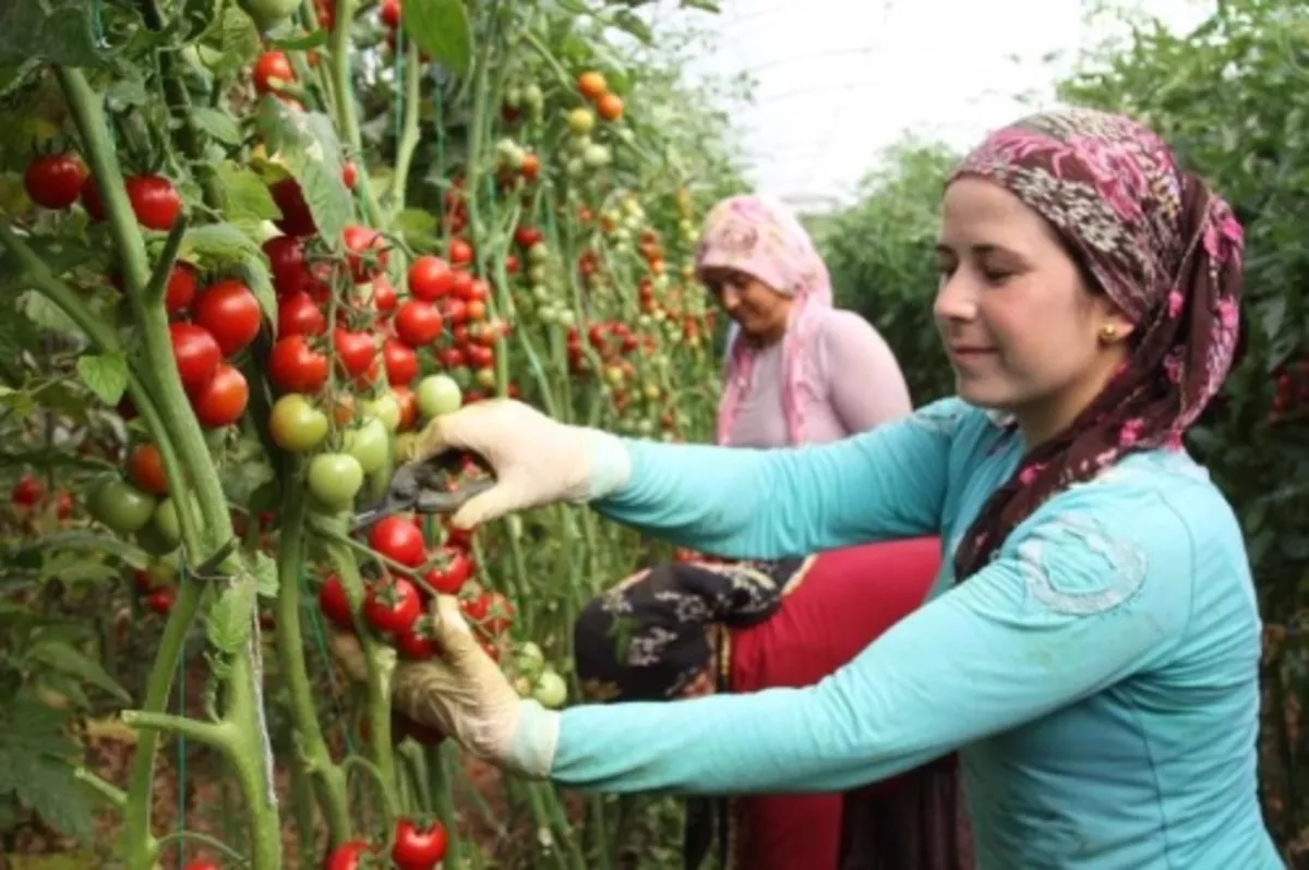 Tarım ÜFE martta aylık bazda yüzde 12,02, yıllık yüzde 84,11 arttı