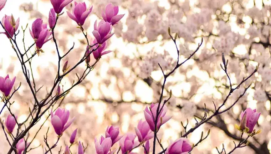 2025 Cemre ne zaman düşecek? İlk cemre havaya ne zaman düşer?