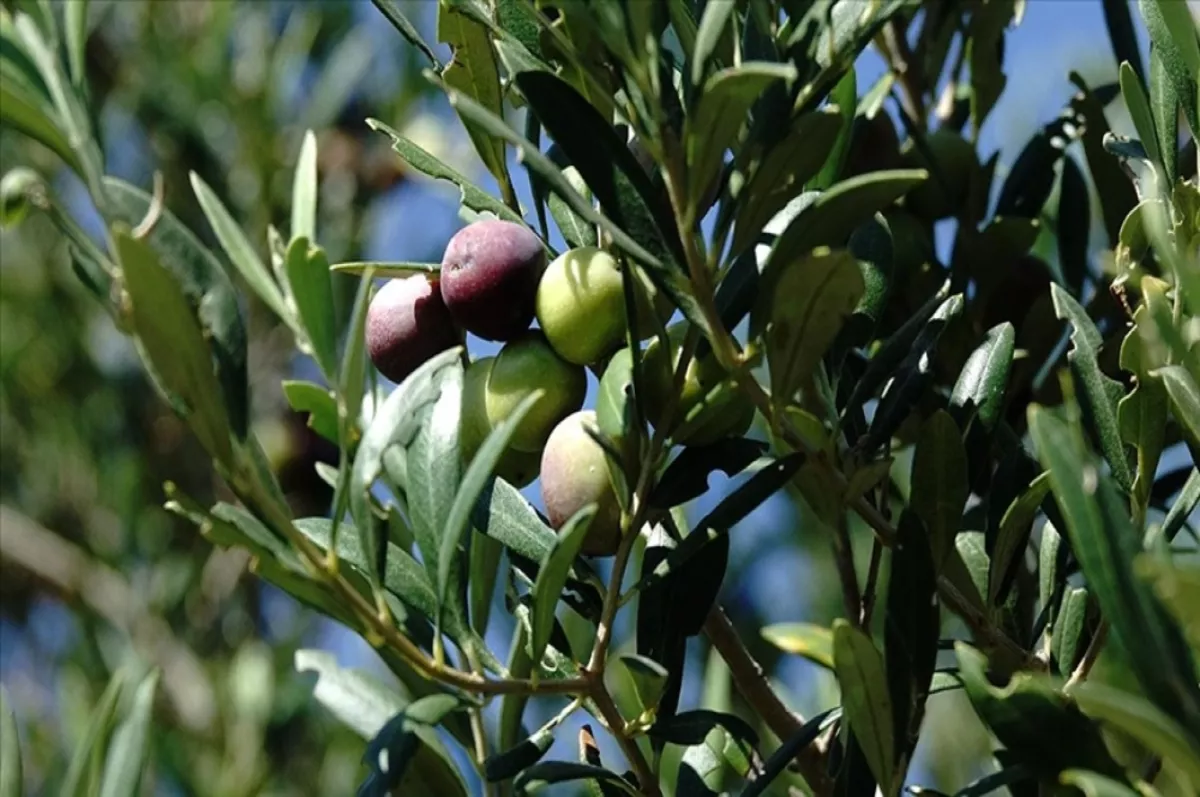 Bu sezon zeytin ve zeytinyağı rekolte beklentisi açıklandı