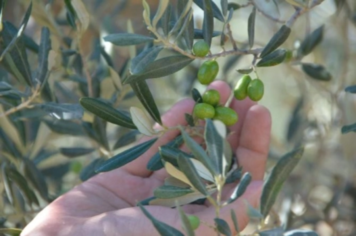 Zeytin budama atıkları   ‘organik gübre’ye dönüşüyor