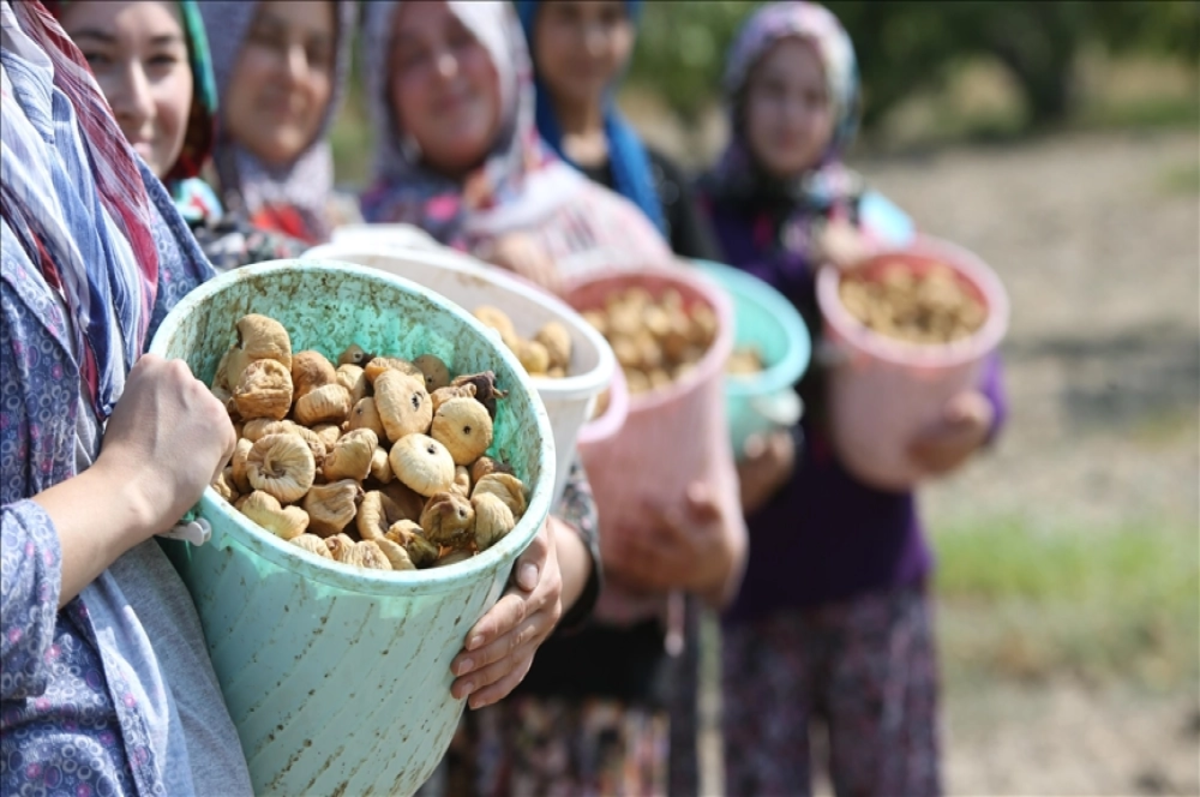 Aşırı sıcaklar kuru incirde hasadı öne çekti