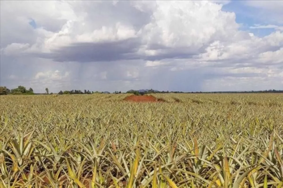 Afrika'da tarımda daha fazla verim için yılda 257 milyar dolara ihtiyaç var