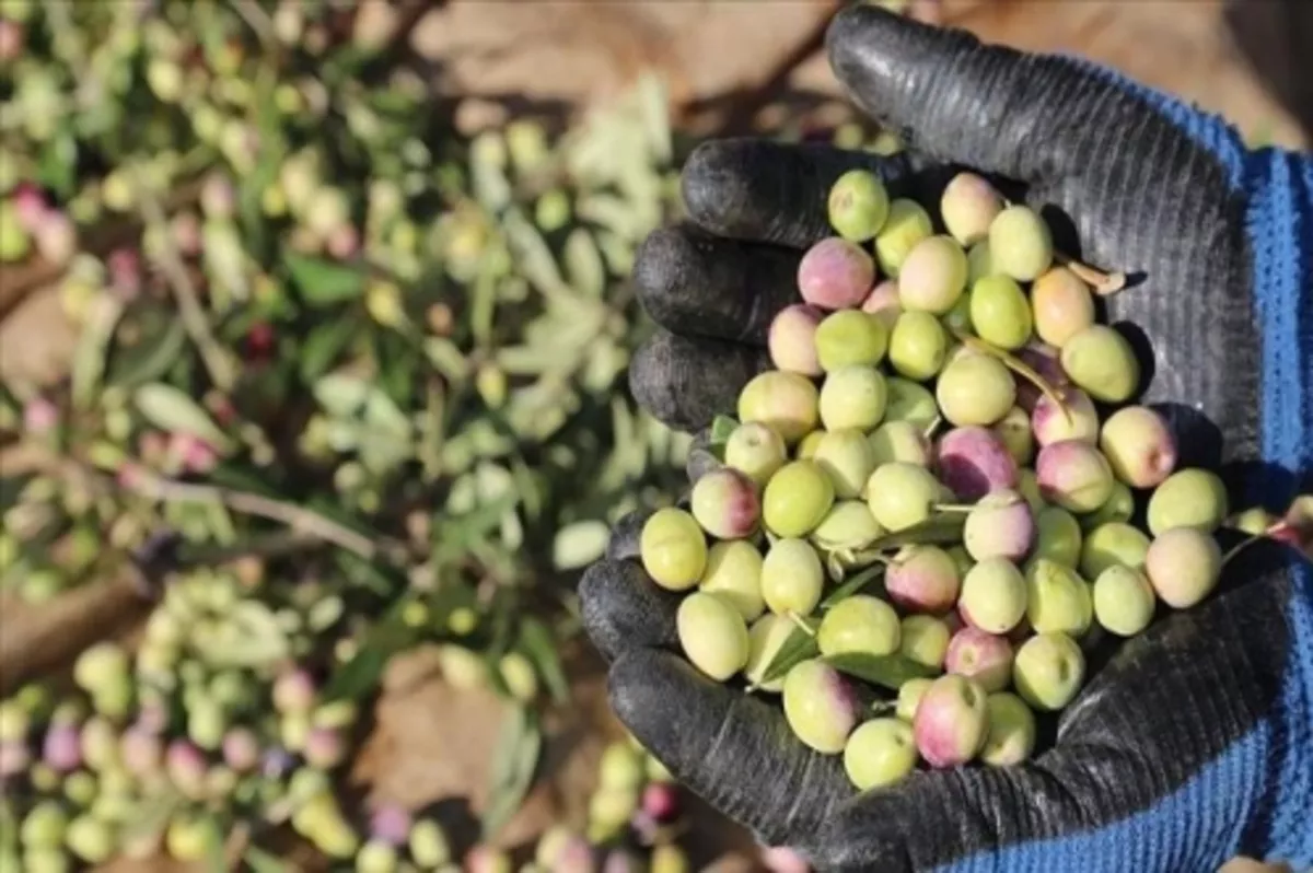 Zeytin ve zeytinyağında 5 yılda 1 milyar dolar ihracat hedefi