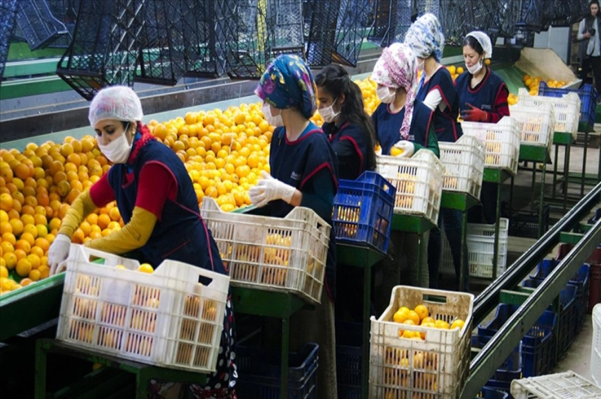 Türkiye'nin 10 aylık yaş meyve sebze ihracatı 2.6 milyar doları aştı