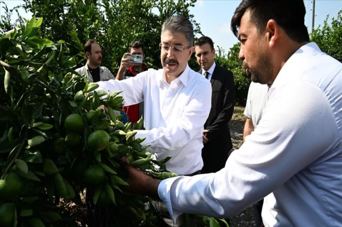 Osmaniye'de erkenci mandalinanın hasadı başladı