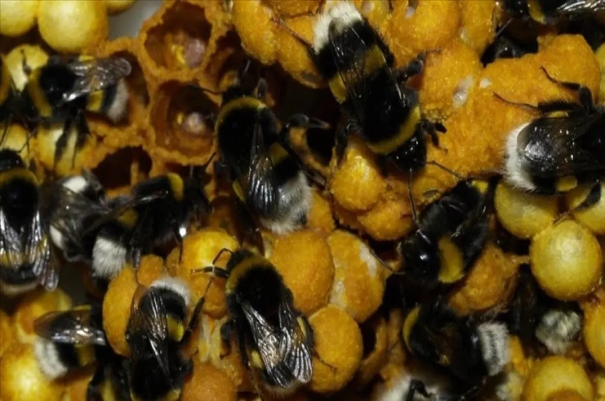 Ordu'da "seraların doğal işçisi" olarak bilinen bombus arısı üretildi