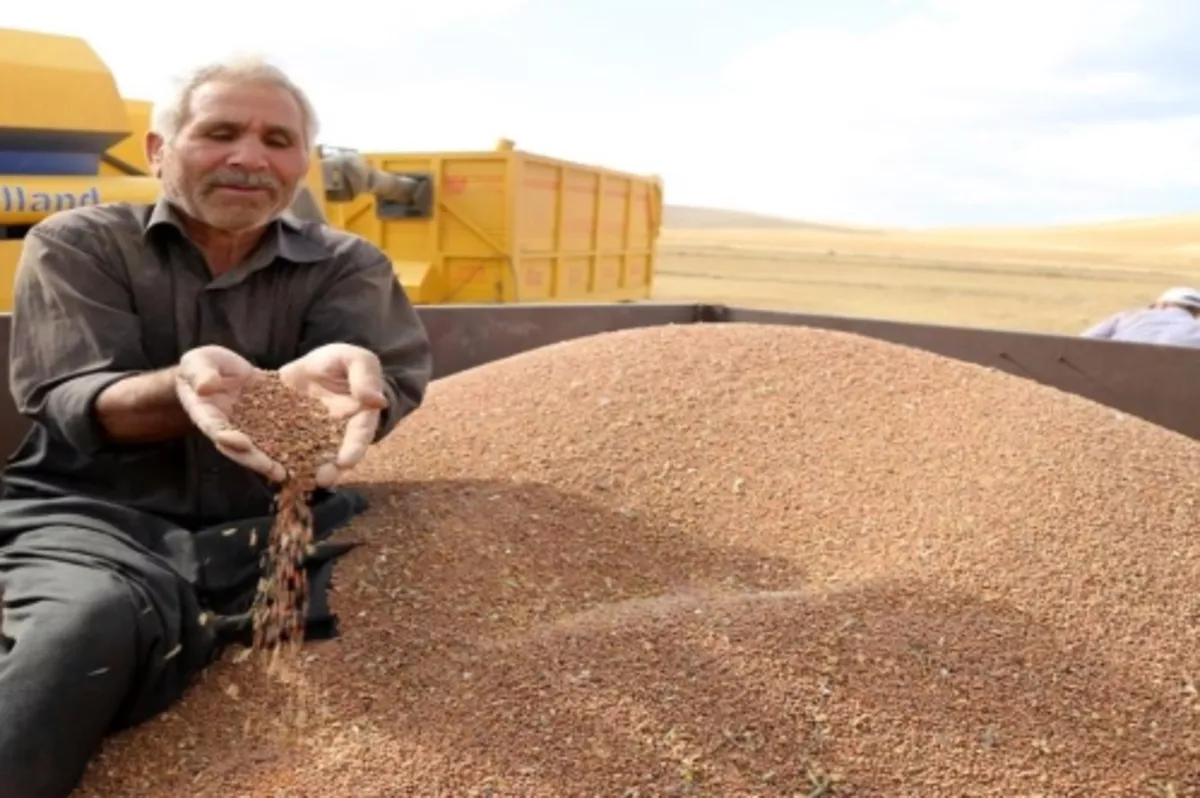 Buğday, arpa ve mısır ithalatında gümrük vergisi sıfırlandı