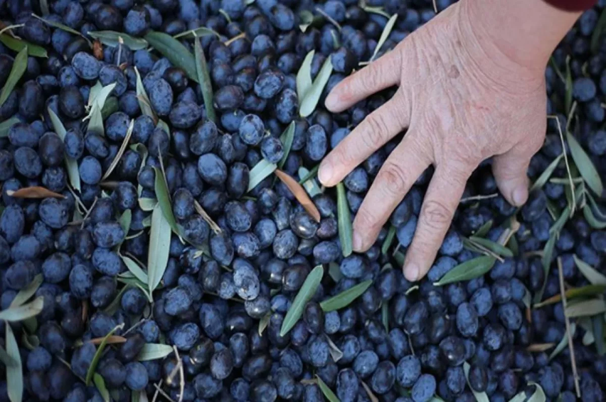 SON DAKİKA: Marmarabirlik açıkladı: Zeytin alım fiyatı belli oldu