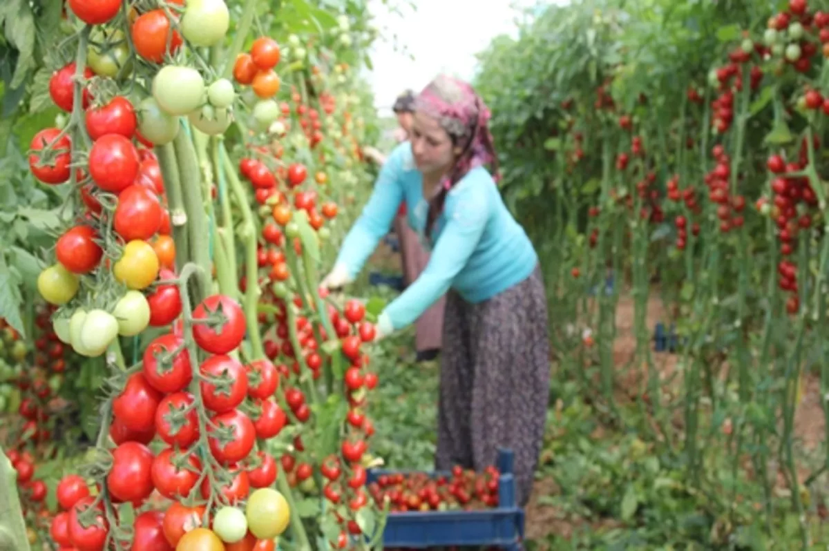 Sebzede tohumun yarısı yerli