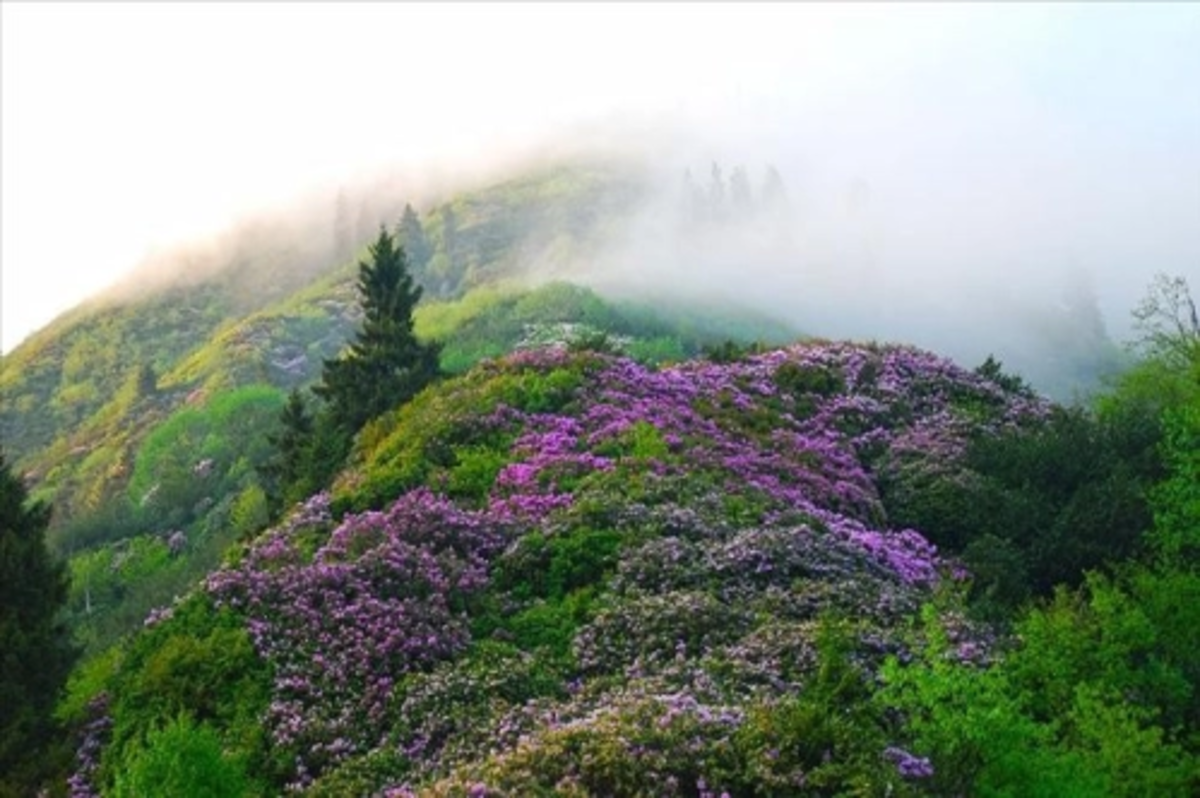 Türkiye'nin geleneksel habitat bilgisi kayıt altına alınıyor