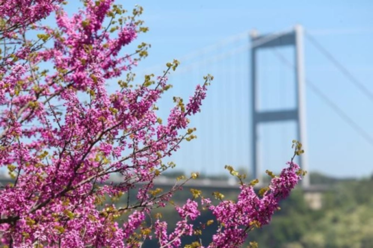 Bu çiçekler İstanbul’a sevdalı