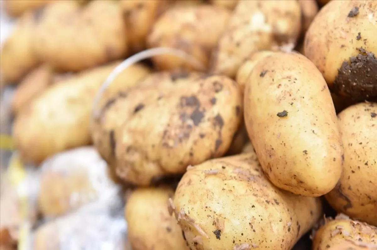 Ağustos'ta fiyatı en fazla artan ürün şans oyunları, düşen ürün ise patates oldu