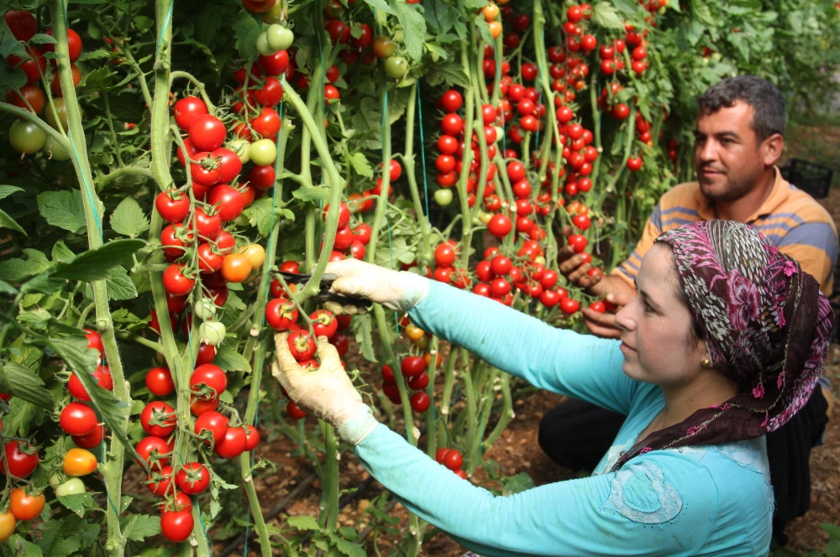 Tarımda genç nüfus alarmı