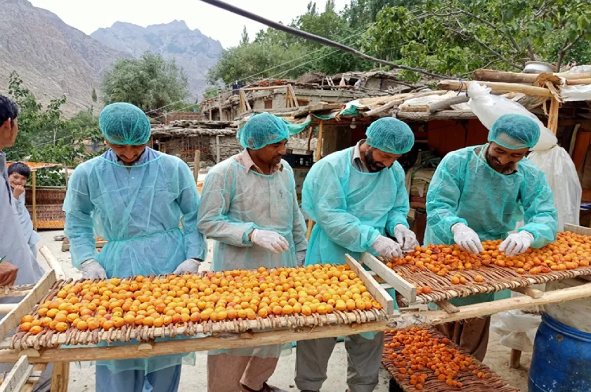 Pakistanlı kayısı üreticileri Türkiye ile işbirliği yapmak istiyor