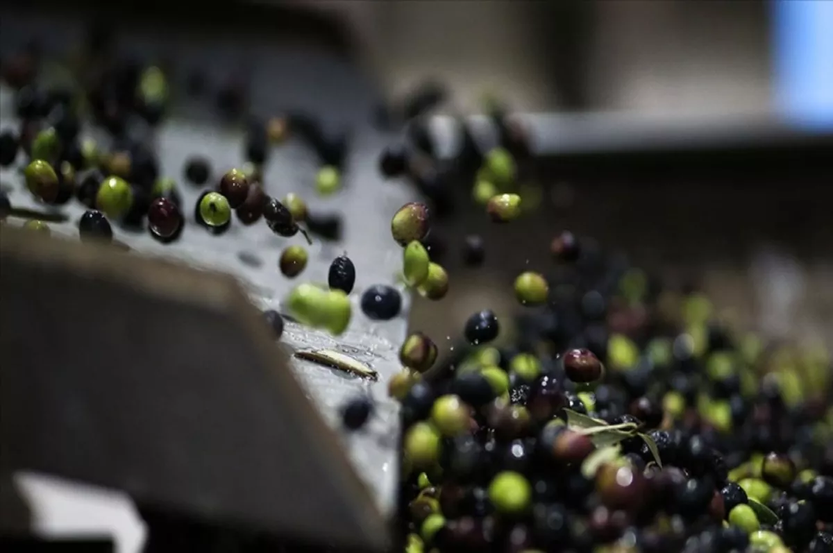 Zeytin ve zeytinyağı üretiminde sürdürülebilir tarım uygulamaları önde